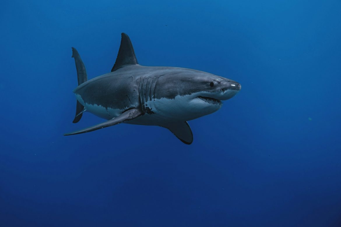 Gigantes do Oceano: Como a Ciência nos Ajuda a Conhecer os Tubarões